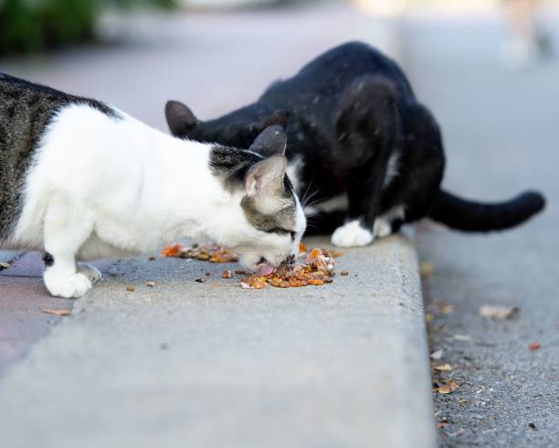 istock Black and white cats enjoy eating food on pathway 1135338456