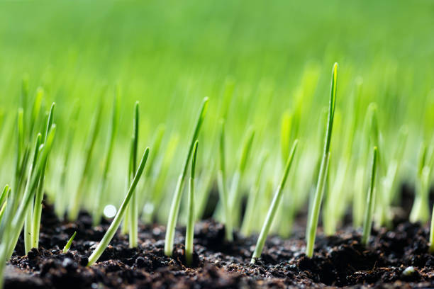 Green sprouts Green sprouts sowing photos stock pictures, royalty-free photos & images