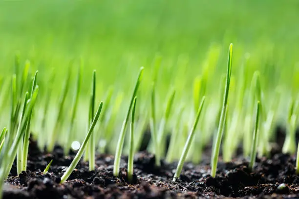 Photo of Green sprouts