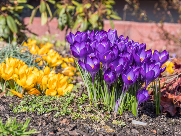 istock Primrose in the garden bed 1135339537
