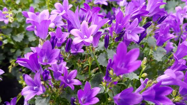 istock Flowers blossom colorful 1135339891