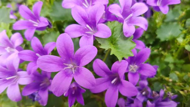 istock Flowers blossom colorful 1135340044