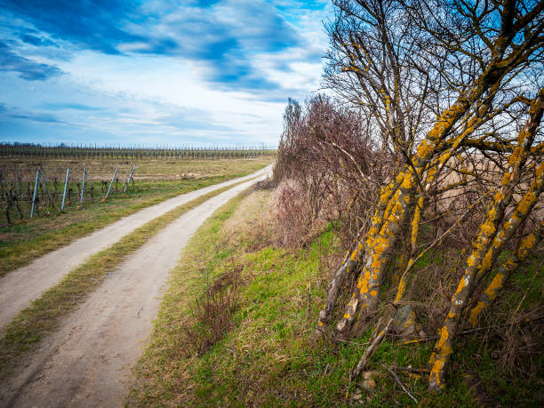 camino entre weingarten y el anciano en burgenland - fahrspur fotografías e imágenes de stock