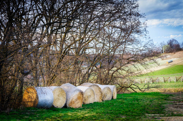 Heurollen store on the meadow Storing hay rolls on the meadow tierfutter heu stock pictures, royalty-free photos & images