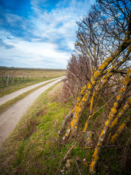 chemin entre weingarten et aîné dans le burgenland - fahrspur photos et images de collection