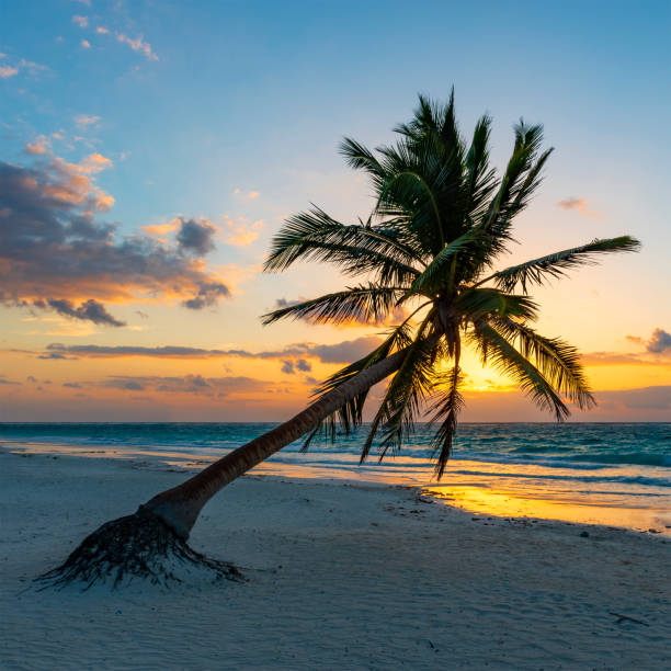 Square photograph of a magnificent palm tree on the beach of Tulum at sunrise, Quintana Roo state, Yucatan Peninsula, Mexico.