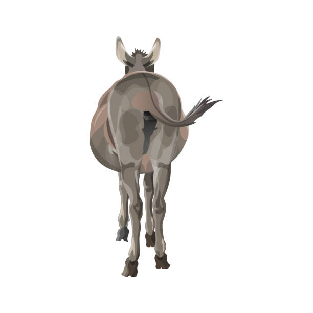 Donkey back view. The donkey wags its tail. Back view. Vector illustration isolated on white background asshole stock illustrations