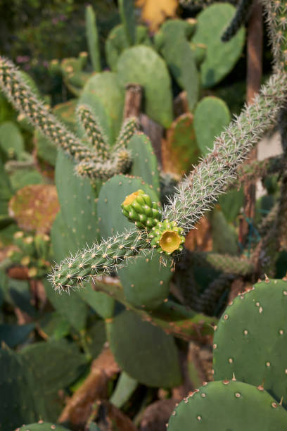 istock Cylindropuntia imbricata 1135344654