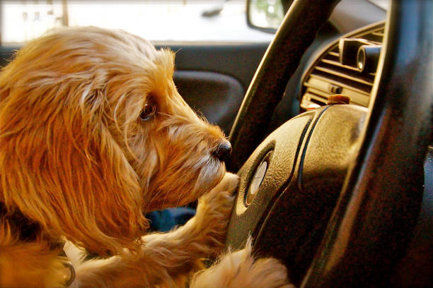 istock Cockapoo Puppy Dog sitting in a car 1135344821