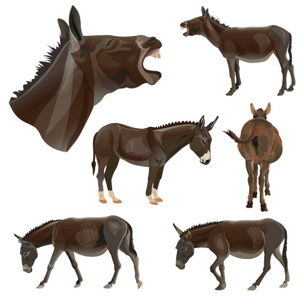 ilustraciones, imágenes clip art, dibujos animados e iconos de stock de conjunto de burros en diferentes poses - orejas de burro