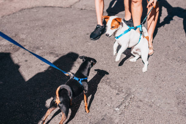 istock Walking the dog - collar and leash 1135347148