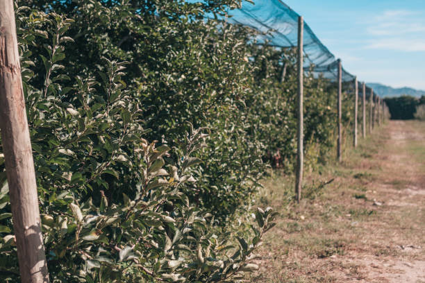 フランス南部の農業農場-サイダー生産のためのリンゴの栽培 - apple tree branch ストックフォトと画像