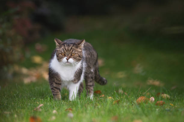 istock cat lurking in the garden 1135347594