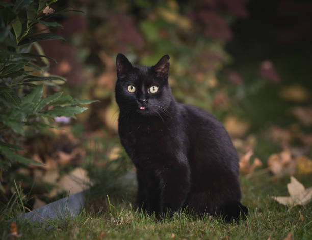 istock cat sticking out tongue 1135347643