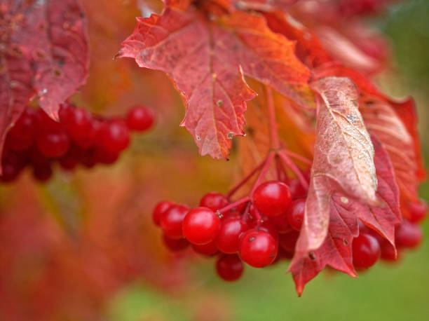 istock viburnum berries on branches in autumn 1135348255