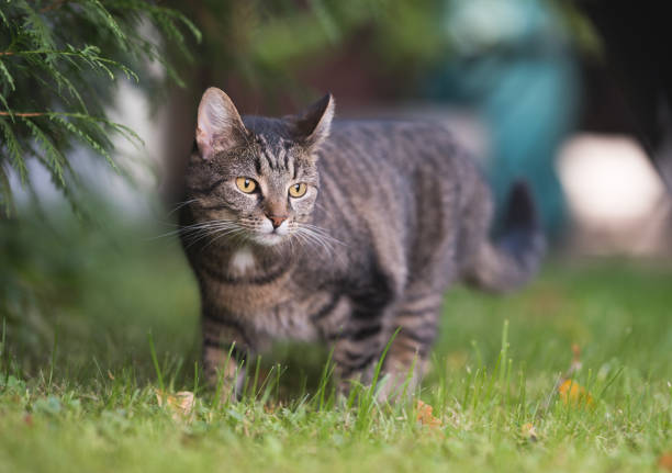 tabby domestic shorthair cat observing the back yard