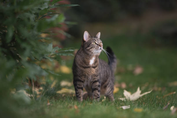 tabby domestic shorthair cat standing next to a bush in the garden looking up
