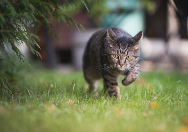 istock cat hunting in the garden 1135348447