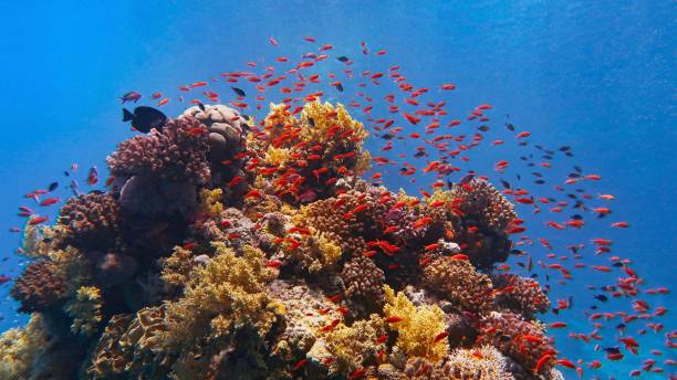 แนวปะการังเขตร้อนที่สวยงามพร้อมปลาสันดอนหรือปลาปะการังสีแดงแอนเธีย - ปลากะรังจิ๋ว ปลาเขตร้อน ภาพสต็อก ภาพถ่ายและรูปภาพปลอดค่าลิขสิทธิ์