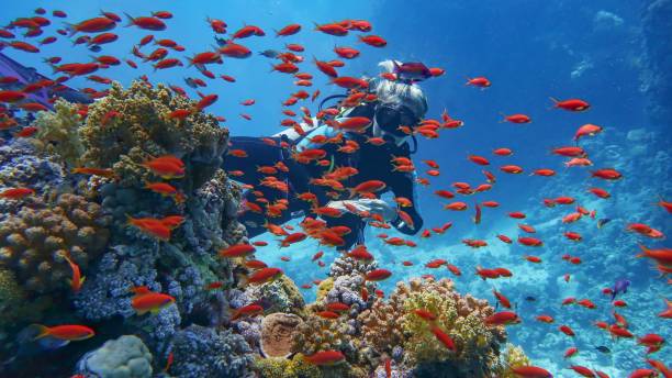 นักดําน้ําหญิงใกล้แนวปะการังที่สวยงาม - ล้อมรอบด้วยสันดอนของปลาปะการังสีแดงที่สวยงามแอน� - ปลากะรังจิ๋ว ปลาเขตร้อน ภาพสต็อก ภาพถ่ายและรูปภาพปลอดค่าลิขสิทธิ์
