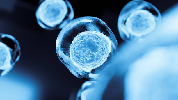 Embryonic stem cells stock photo