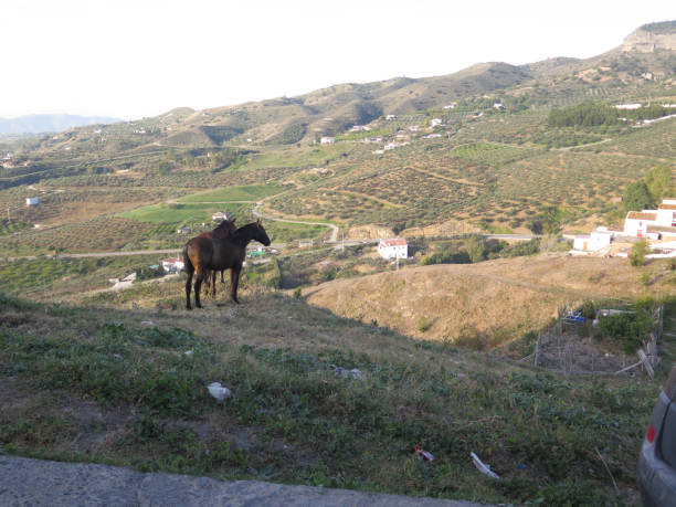 istock Two Bay horses on castle hill 1135352397