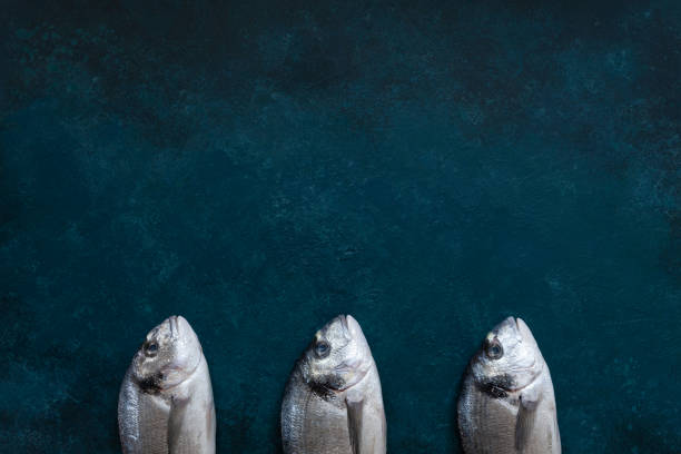 Fresh dorado fish on sea blue table. Top view, copy space.
