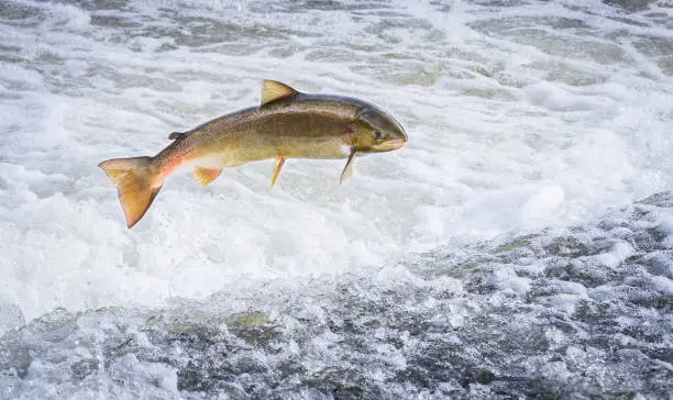 An Atlantic salmon (Salmo salar) jumps out of the water at the Shrewsbury Weir on the River Severn in an attempt to move upstream to spawn. Shropshire, England.