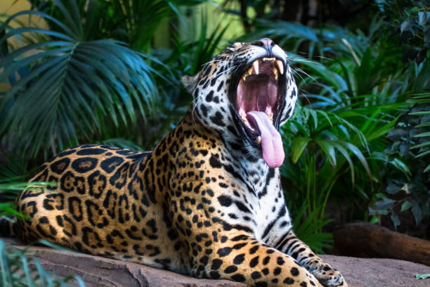 Jaguar roaring / yawning