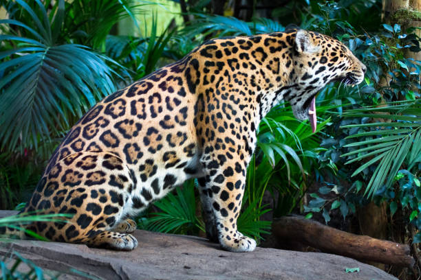 istock Jaguar roaring / yawning 1135354225
