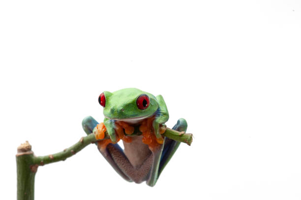 istock Red eyed tree frog isolated on white background 1135354306