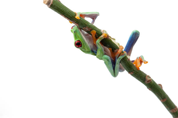 istock Red eyed tree frog isolated on white background 1135354308