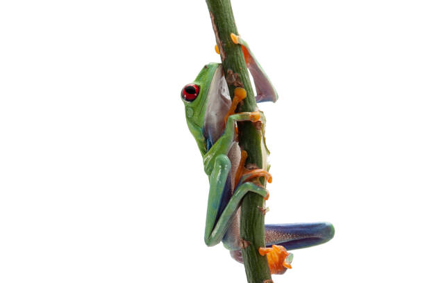 istock Red eyed tree frog isolated on white background 1135354311