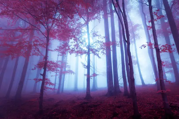 Mystic forest with red leaves and bluish atmosphere.