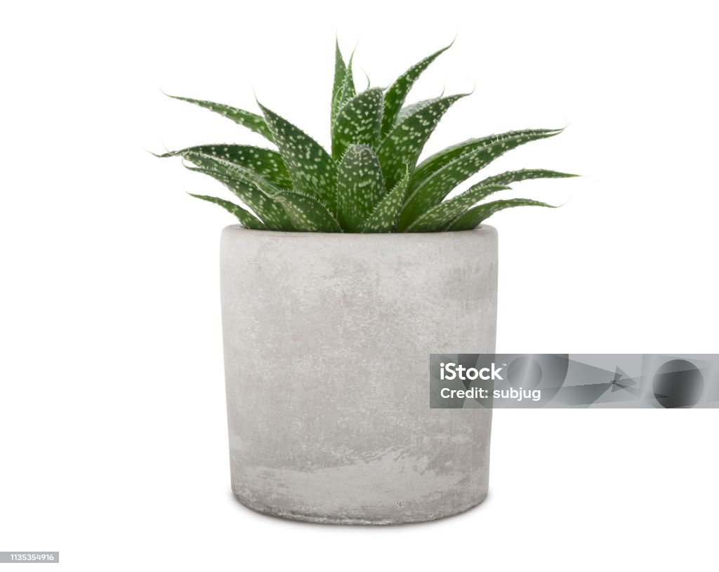 Succuent Pant in Cement Pot Succulent pant in cement pot isolated on white (excluding the shadow) Flower Pot Stock Photo