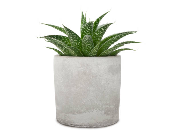 Succuent Pant in Cement Pot Succulent pant in cement pot isolated on white (excluding the shadow) flower pot stock pictures, royalty-free photos & images