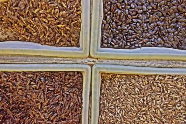 Các loại côn trùng trước khi được chế biến thành bột cho chăn nuôi