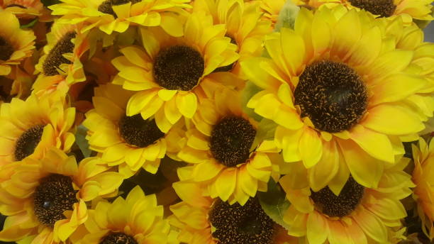 istock beautiful sun flowers 1135356524