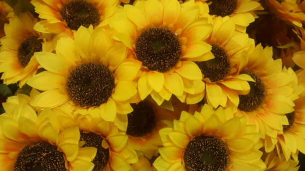 istock beautiful sun flowers 1135356533