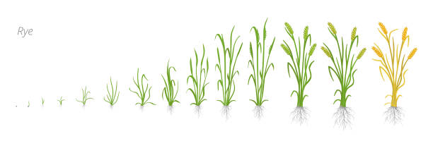 Growth stages of Rye plant. Cereal increase phases. Vector illustration. Secale cereale. Ripening period. Rye grain life cycle. Growth stages of Rye plant. Cereal increase phases. Vector illustration. Secale cereale. Ripening period. Rye grain life cycle. On white background. It is the agricultural commodity with the third-highest worldwide production. plant root growth cultivated stock illustrations