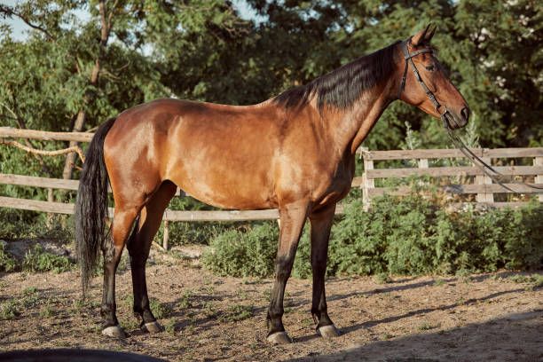 istock Handsome horse in the paddock. Farm. Ranch. 1135356987