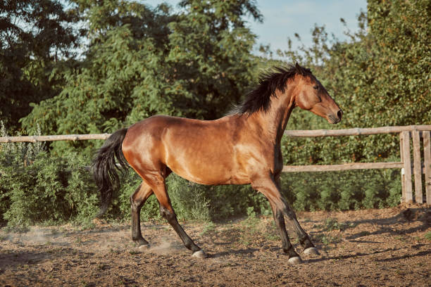 istock Horse running in the paddock on the sand in summer 1135357004