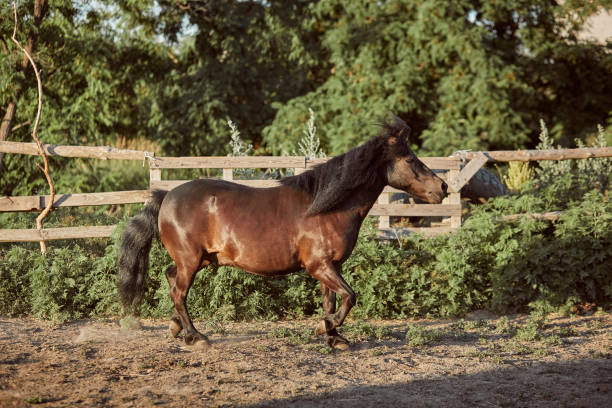 istock Tethered brown pony running in the paddock. 1135357018