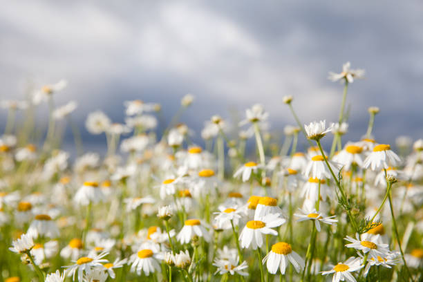 istock Chamomile flowers against the sky. 1135358416