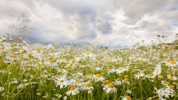 istock Landscape with field daisies. Sunny summer. 1135358643