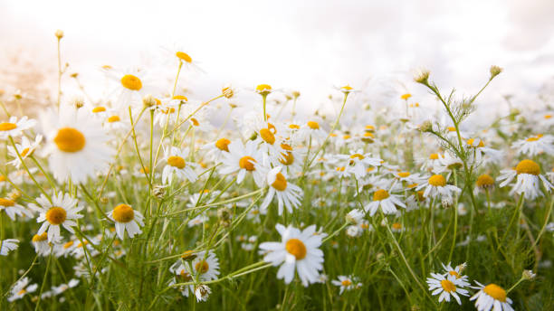 istock Bright field of daisies on a Sunny day. 1135358658
