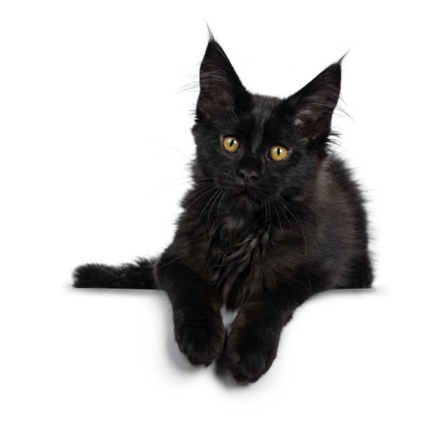 istock Cute solid black Maine Coon cat kitten, laying down. Looking beside lens with golden yellow eyes. Isolated on white background. Paws hanging over edge. 1135359558