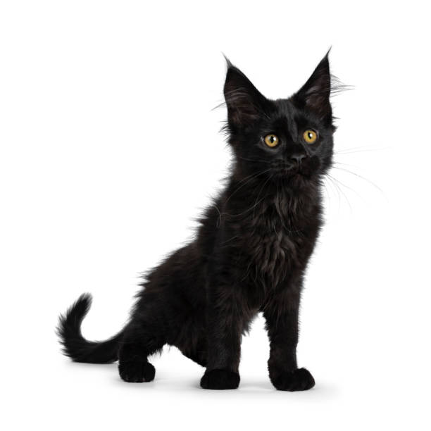 istock Cute solid black Maine Coon cat kitten, standing half side ways. Looking beside lens with golden yellow eyes. Isolated on white background. 1135359560