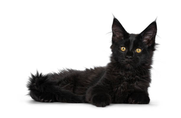 istock Cute solid black Maine Coon cat kitten, laying down side ways. Looking beside lens with golden yellow eyes. Isolated on white background. 1135359561