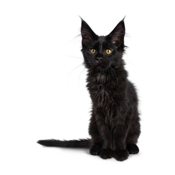 istock Cute solid black Maine Coon cat kitten, sitting up half side ways. Looking beside lens with golden yellow eyes. Isolated on white background. Tail beside body. 1135359572
